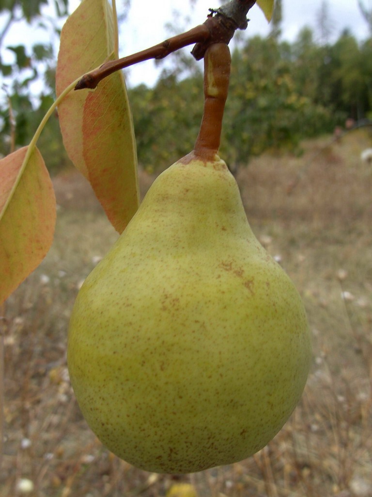 eldorado korte